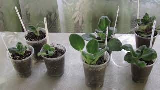 видео: ДЕТКИ ФИАЛОК ОСТАНОВИЛИСЬ В РОСТЕ  ПРИЧИНЫ  КАК ПОМОЧЬ картинка: ДЕТКИ ФИАЛОК ОСТАНОВИЛИСЬ В РОСТЕ  ПРИЧИНЫ  КАК ПОМОЧЬ