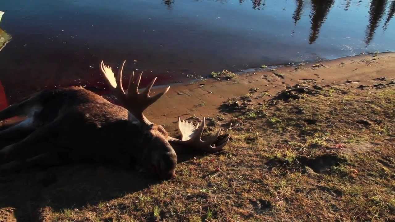 Field Dressing a Moose Alaska YouTube