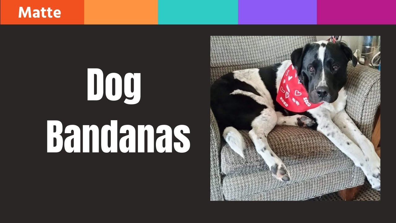 How to Make Dog Bandanas YouTube