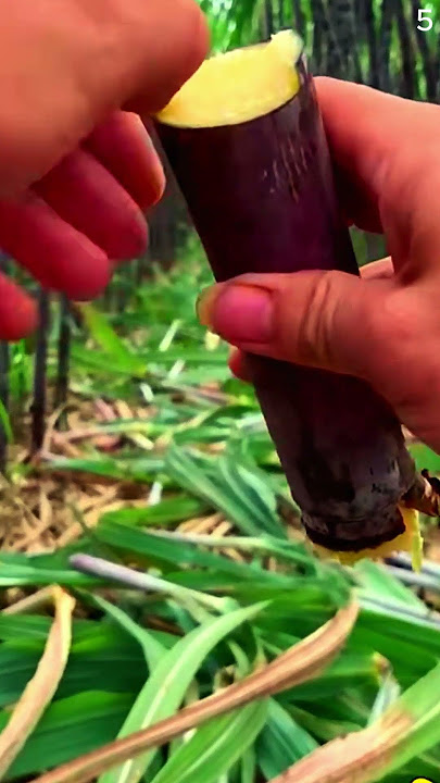 Panen tebu dengan hasil yang sangat segar dan memuaskan #shorts