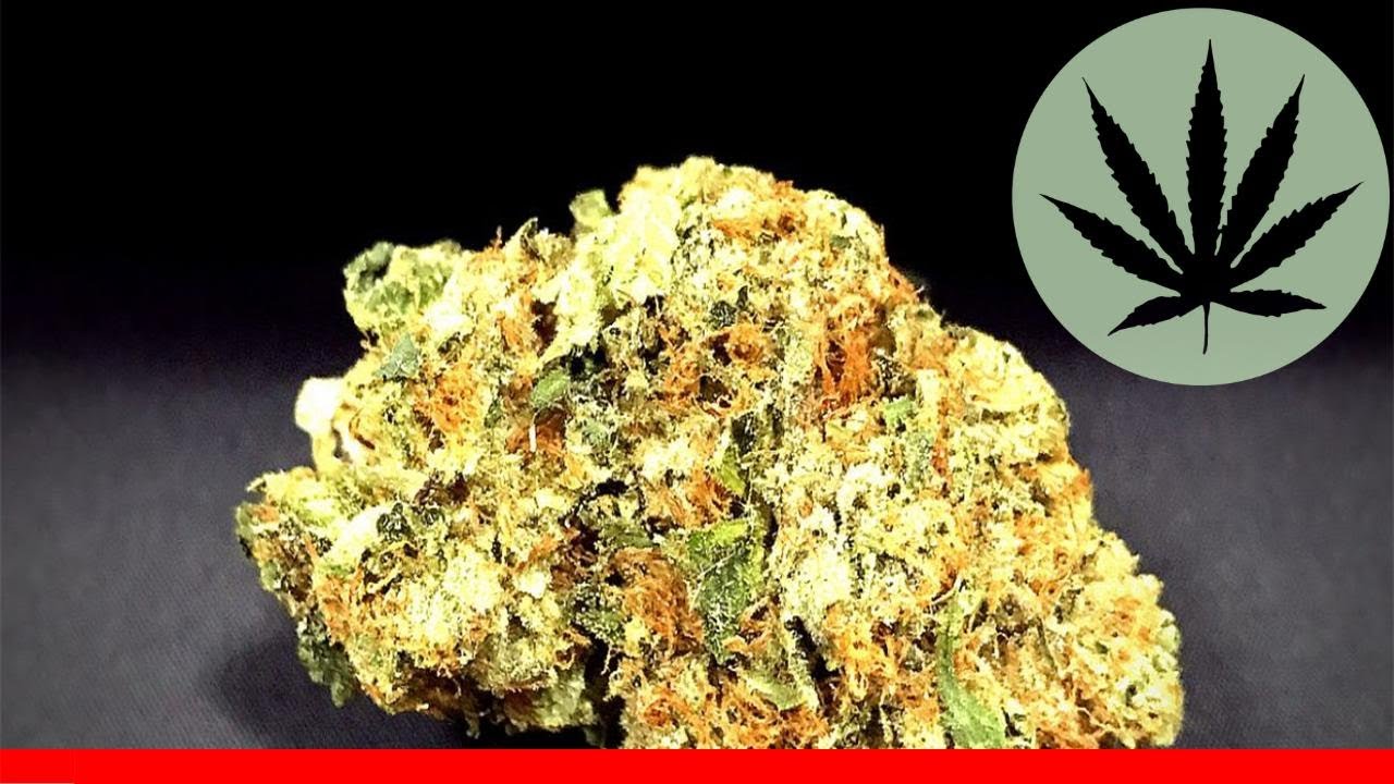 Champagne Kush - All About This Strain