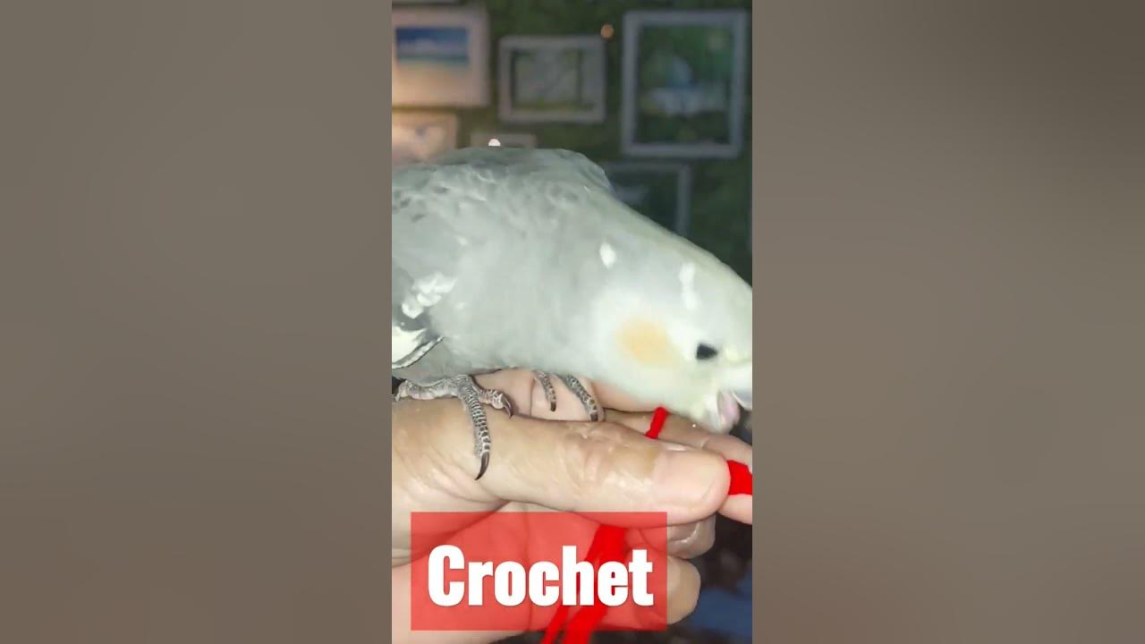 funny bird - YouTube