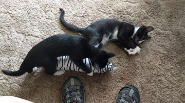 Loki & Thor, video 7