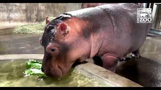 Baby Hippo Fritz Eating His Lettuce in Water  Cincinnati Zoo