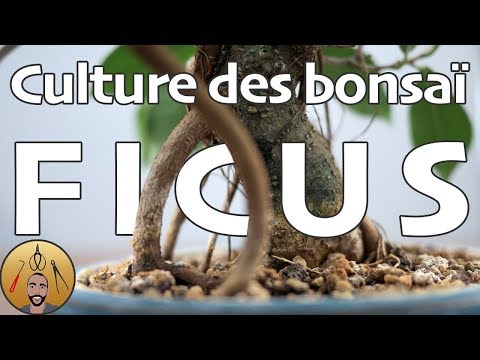 Vidéo: Ficus bonsaï : culture à la maison