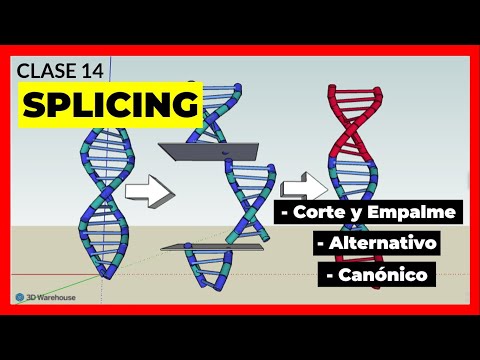 Vídeo: Com funciona l'splicing d'ARNm?