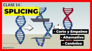 Mecanismo De Splicing Empalme De Arnm Eliminacion De Intrones