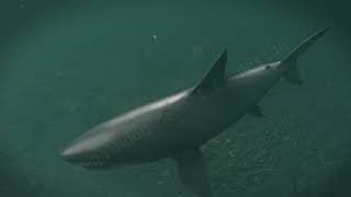 Blender 3.0 : Megalodon 3D Animation