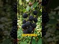Bananas as berries?