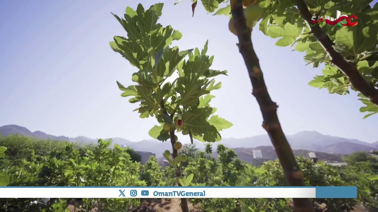 #حصاد | التين | الجمعة 8 نوفمبر 2024م