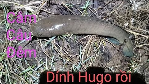 Cắm câu cá lóc săn tìm hugo @culaodungvlog