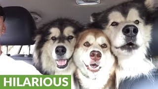 Alaskan Malamutes Sing In 'Perfect' Harmony During Car Ride!