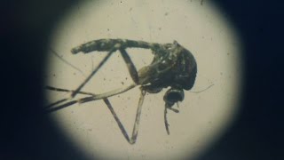 Have Mosquitoes Met Their Match? A New Dengue Vaccine Is Working - Newsy