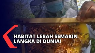 Gawat, Habitat Lebah Terancam oleh Lahan Pertanian dan Pembangunan Massal di Seluruh Dunia!