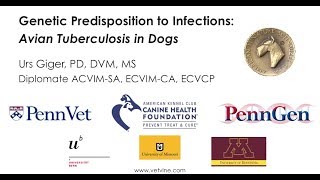 A Genetic Predisposition of Miniature Schnauzers to Infection