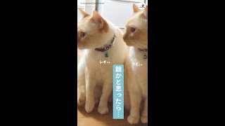 【見た目も仕草もそっくりな双子のニャンコ】→でも2匹には、予想外の大きな違いがあるのでした…( *´艸｀)♪