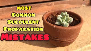 MOST COMMON SUCCULENT LEAF PROPAGATION MISTAKES
