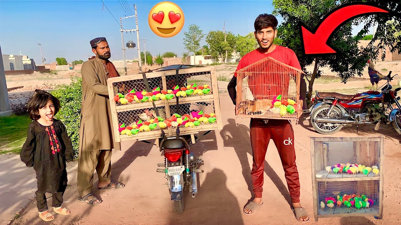 Boht Sary Colourfull Chicks 🐥 ly aya |Colourfull Chicks Care|Aseel Chicks|How To Make Chicks Cage