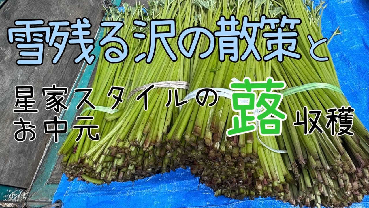 雪残る沢の散策と蕗収穫