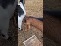 Goat just wants to play pitbulls goats easternoregon