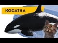 Косатка | Познавательное видео для детей про животных | Семен Ученый |