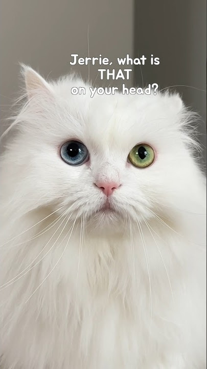 Hello, your back is white🤭