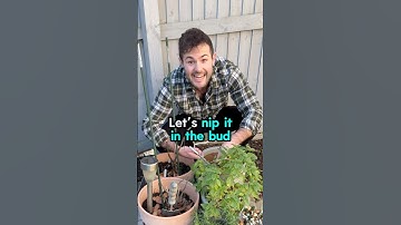 English Idiom: NIP IT IN THE BUD 🌱 #englishidioms #englishexpressions #learnenglish