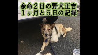 保護犬 保護猫を一時的に預かっていただくボランティアを募集します By 一般社団法人レスキュードアニマルネットワーク