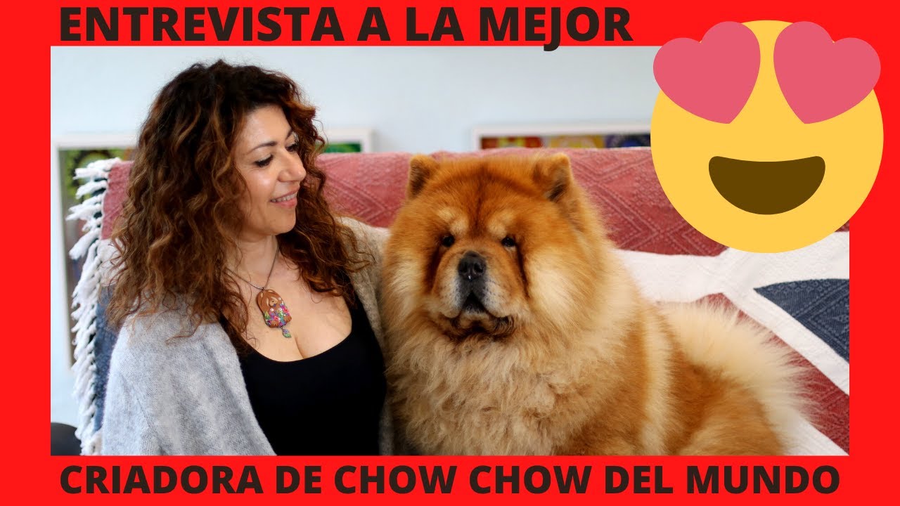 💙Perro Chow Chow - Características, Origen Y Cuidados Por Nuria De Los Perros De Bigo💙