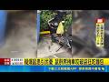 鼠患擔憂