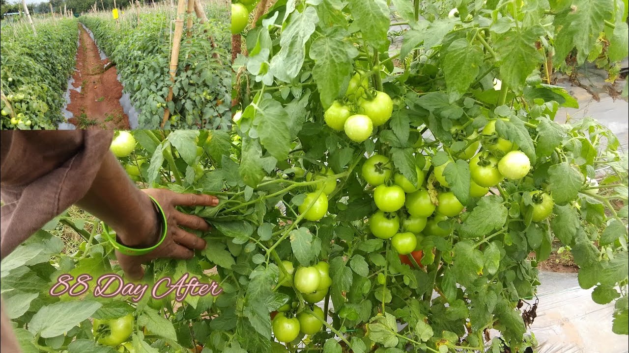 Grafted tomato farming | syngenta saho 3251 veriety grafted Tamatar ki kheti | 88 din ka Tamatar