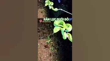 Rắn lục đuôi đỏ #ranluc #snake #rắn