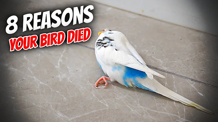 8 Common Reasons Your Bird Died - DayDayNews