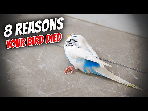 Video: Kan en fågel picka ihjäl dig?