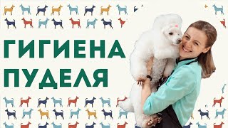 видео: Гигиена пуделя картинка: Гигиена пуделя