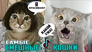 Самые Смешные Видео с Кошками из Тик Тока2021,Приколы с Котами,Лучшие Приколы с Животными by Funny Videos 193 views 2 years ago 9 minutes, 46 seconds