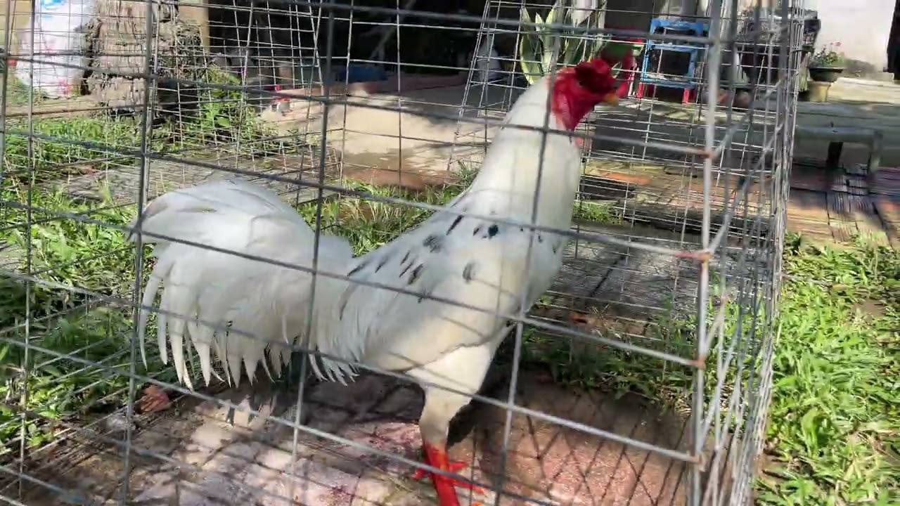 Đạt nhí Bến tre quay top 2 bé khá giỏi ae xem tham khảo | ae đăng kí kênh theo dõi nha 🐓😍🥰❤️