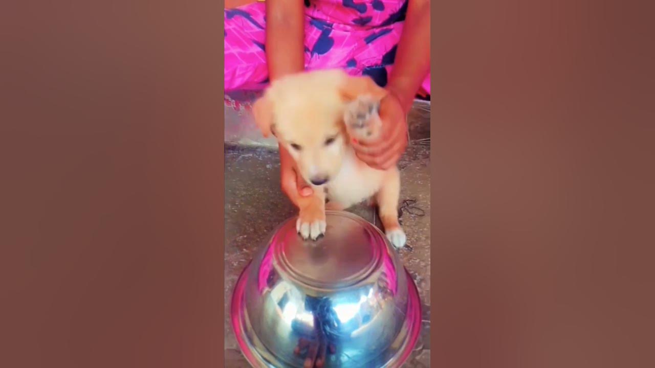 dog-band-short-youtube