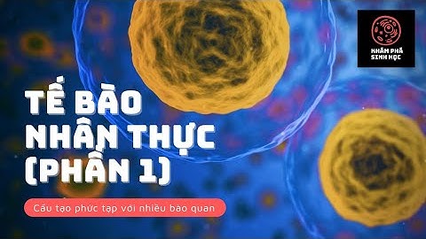 Tìm hiểu về tế bào nhân thực - Phần 1 | Khám Phá Sinh Học
