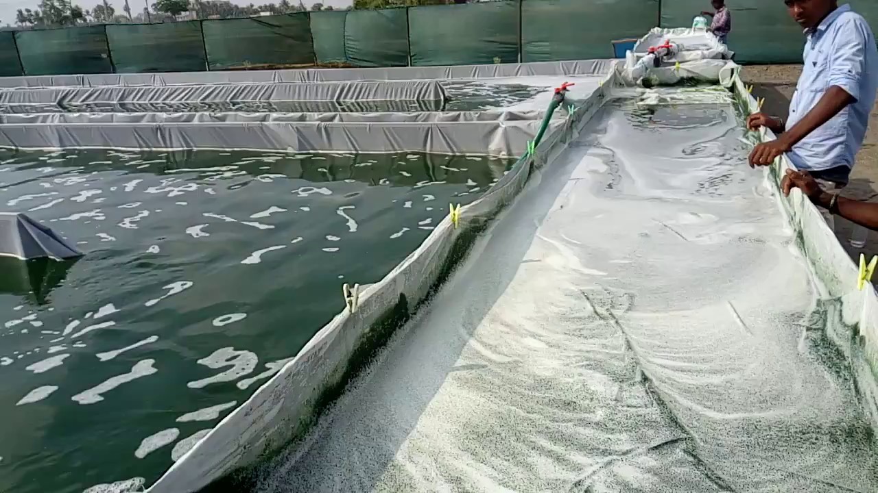 Spirulina Manufacturing YouTube