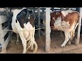 Abby S Dairy Farm Gen Z Making Over 600k Per Month From Dairy Farming Her Success Story Abby S Dairy Farm Gen Z Making Over 600k Per Month From Dairy Farming Her Success Story
