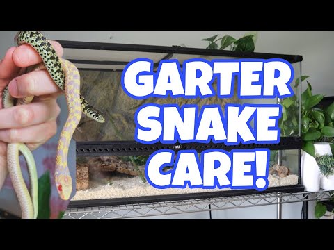 Video: Garter Snake - Thamnophis Reptile Breed Hypoallergenic, Kesihatan Dan Jangka Hayat