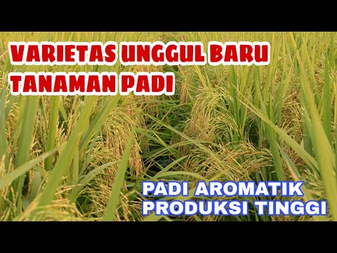 Video: Syzygium: Fitur Syzygium Yambosis Dan Paniculatum, Paniculata Dan Aromatik, Malaka Dan Varietas Lainnya