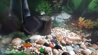 Y Telanjang Seperti Ikan,