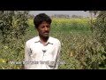 Ramniwash kumar farmer rambad village bihar india