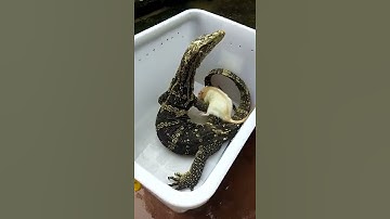 KEGANASAN BIAWAK WC !!! #shorts