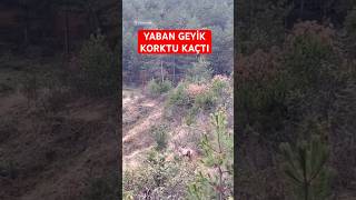 Yaban geyiği! #geyik #orman #yabanihayvanlar #hayvan #hayvanlar