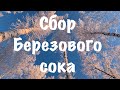 1.000.000 Рублей На Березовом Соке. Сбор Березового Сока