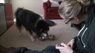 Ahsoka - Finnish Lapphund - Free Shaping - Stacking Bowls by Team Pawformance 2,338 views 7 years ago 2 minutes, 39 seconds