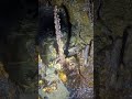 I’ve never seen formations this color 👀 #nature #underground #abandoned